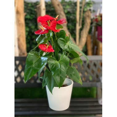 ANTHURIUM