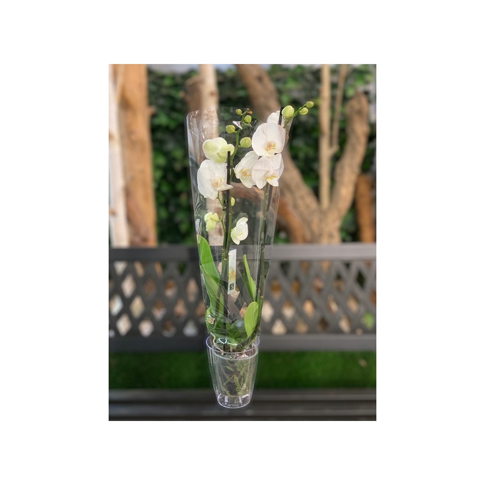 ORQUÍDEA