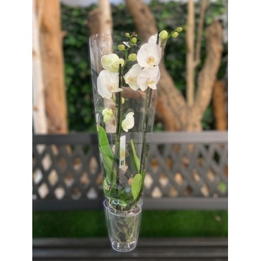 ORQUÍDEA