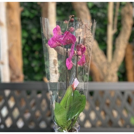 ORQUÍDEA