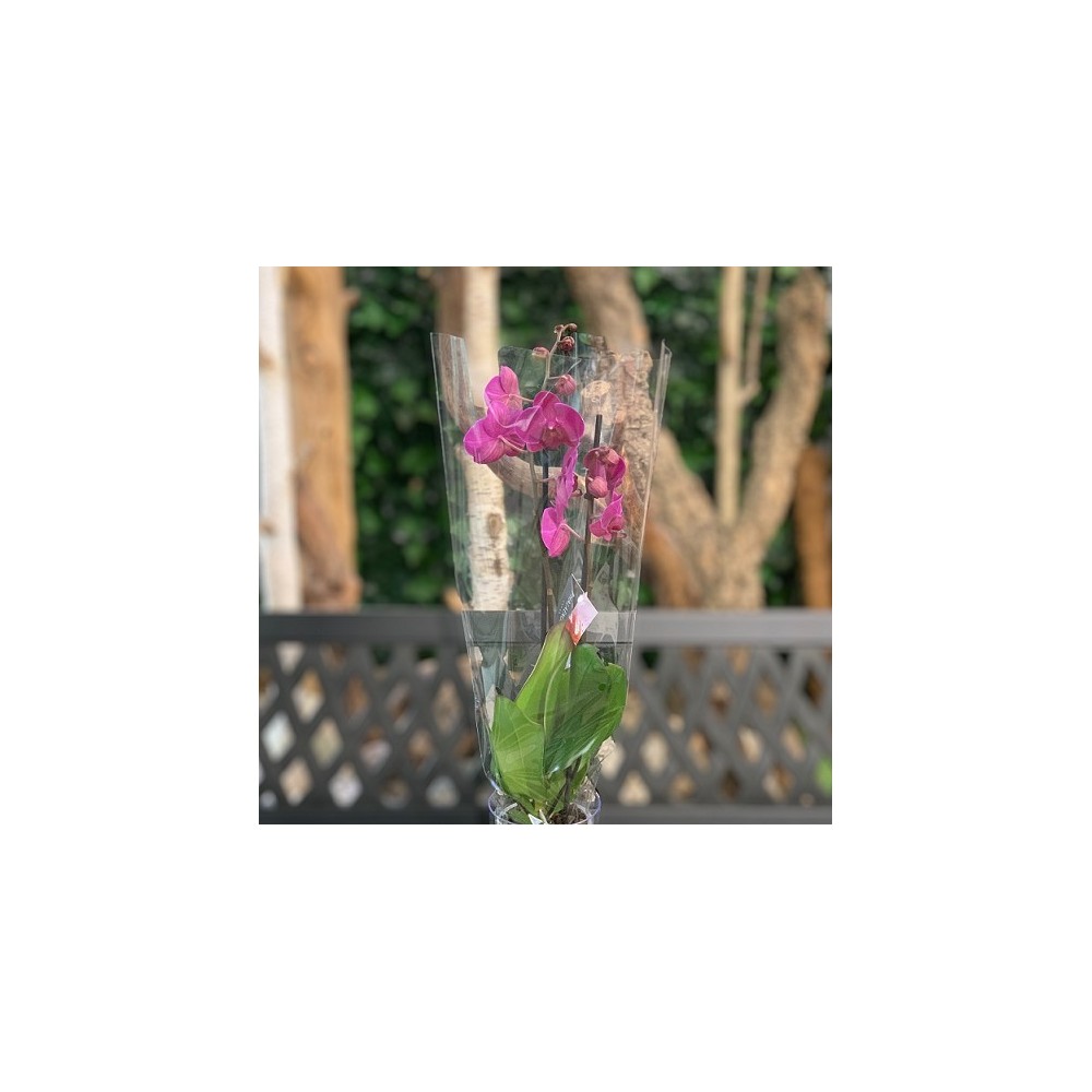ORQUÍDEA