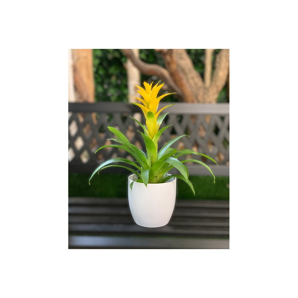 GUZMANIA