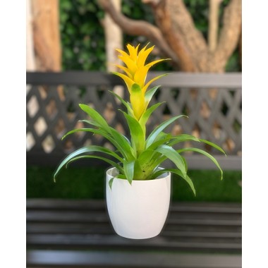 GUZMANIA