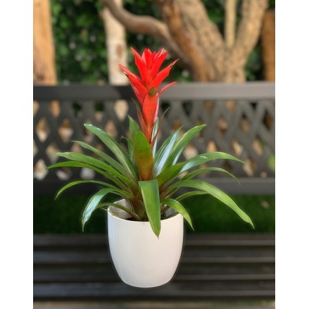 GUZMANIA