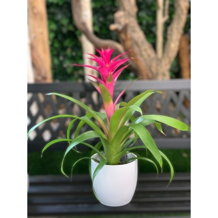 GUZMANIA