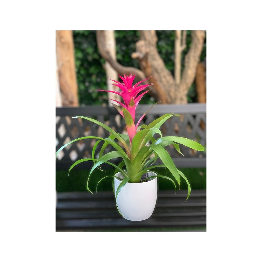 GUZMANIA
