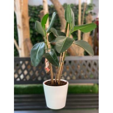 FICUS ROBUSTA 