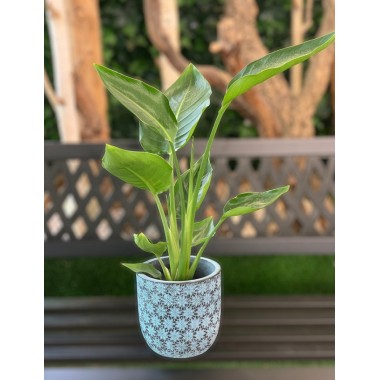STRELITZIA AUGUSTA C-14