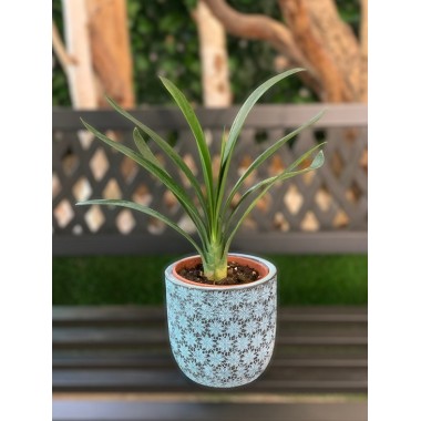 CLIVIA
