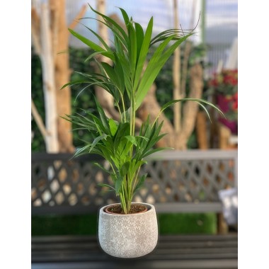 KENTIA