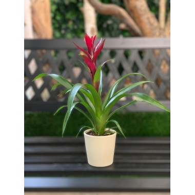 BROMELIA