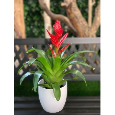 VRIESEA