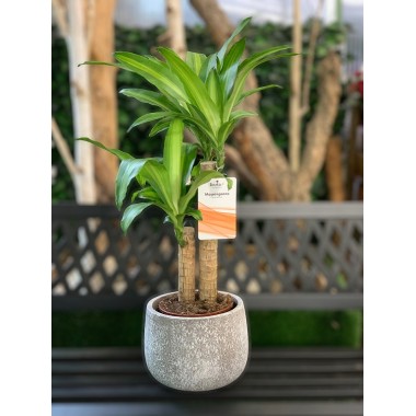DRACENA