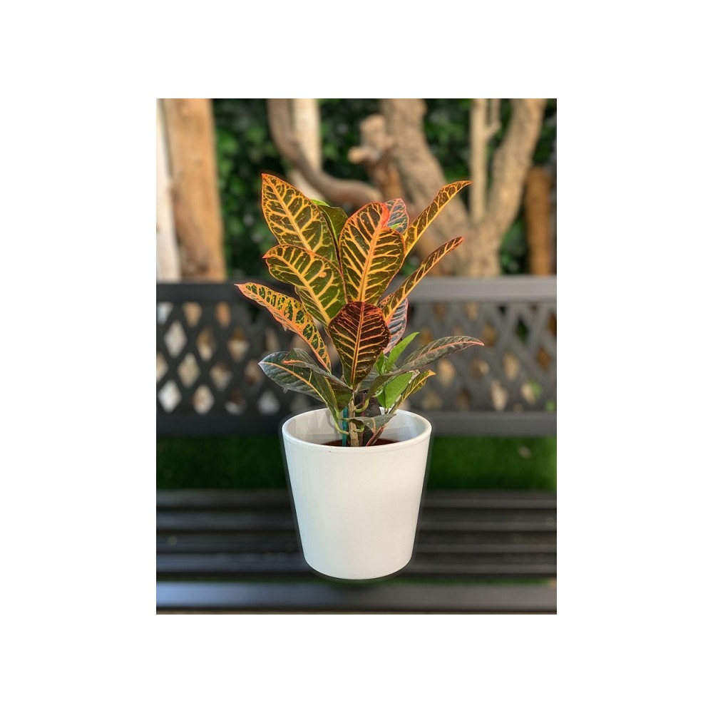 CROTON