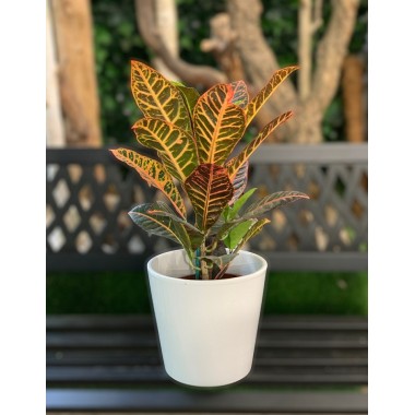 CROTON