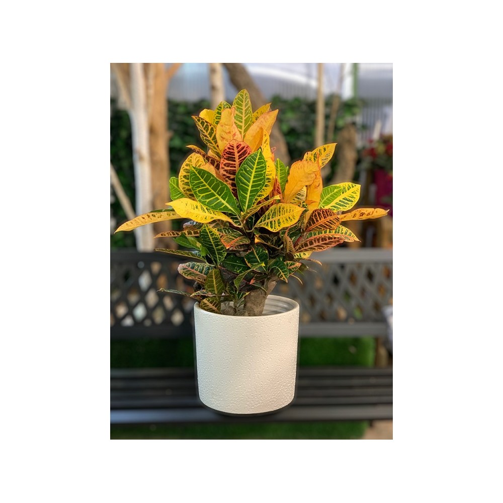 CROTON