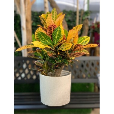 CROTON