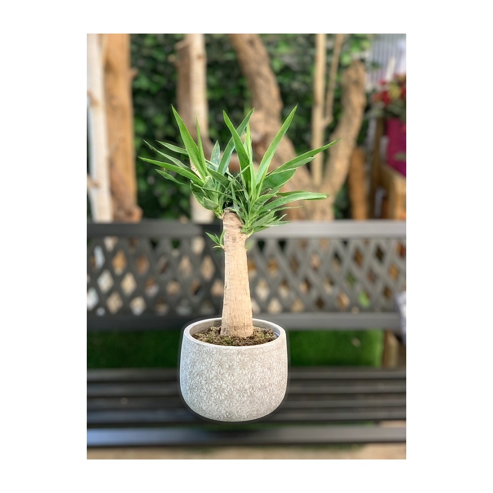 YUCCA
