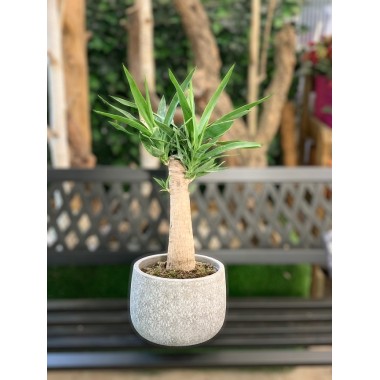 YUCCA
