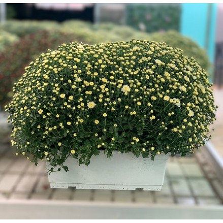 CRISANTEMO JARDINERA