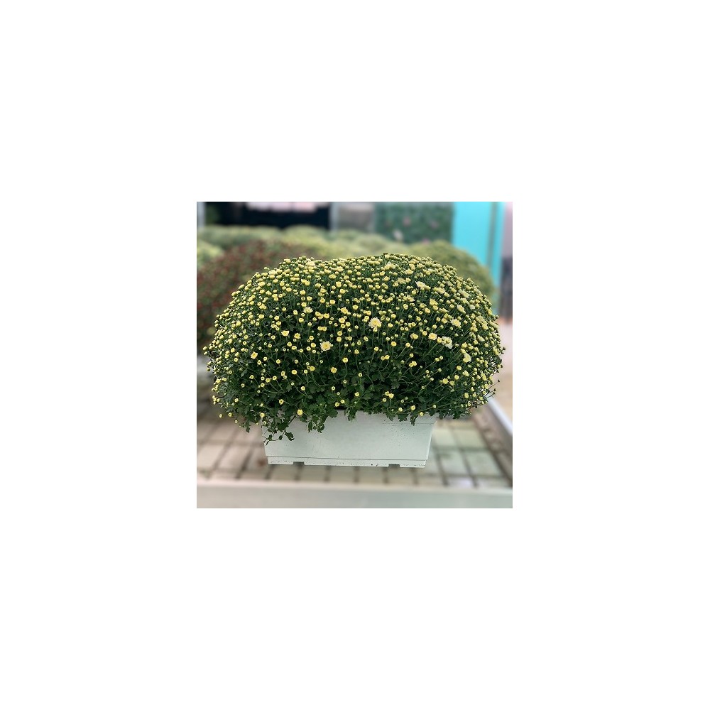 CRISANTEMO JARDINERA