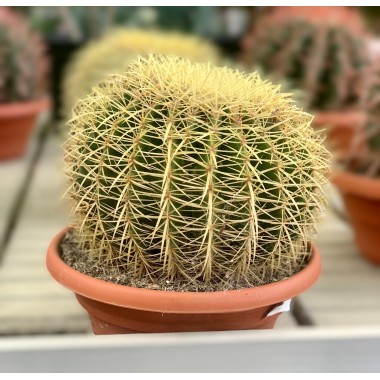 CACTUS AMARILLO