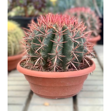 CACTUS ROJO