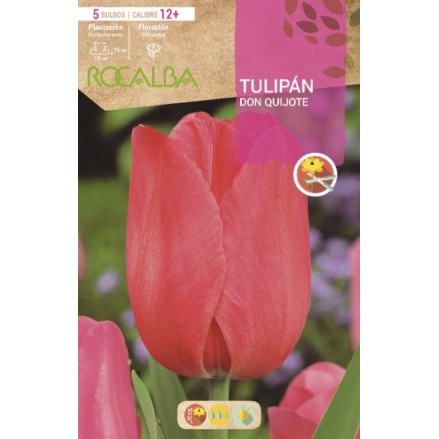 TULIPÁN DON QUIJOTE ROSA
