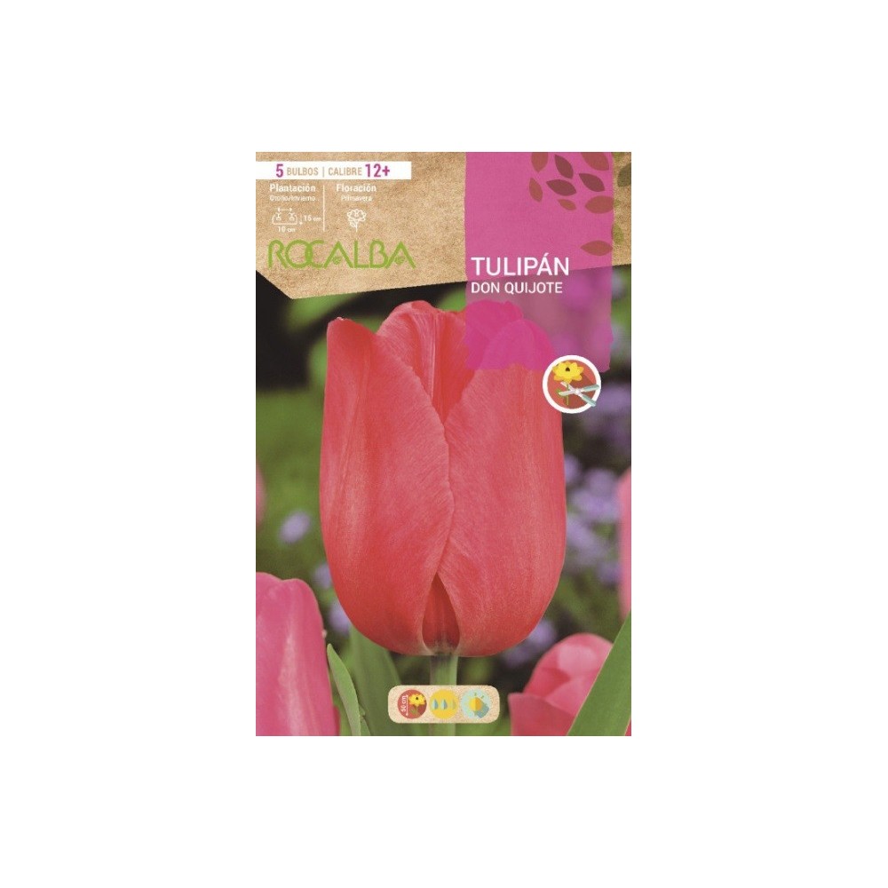 TULIPÁN DON QUIJOTE ROSA