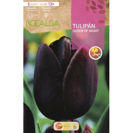 TULIPÁN QUEEN OF NIGHT NEGRO