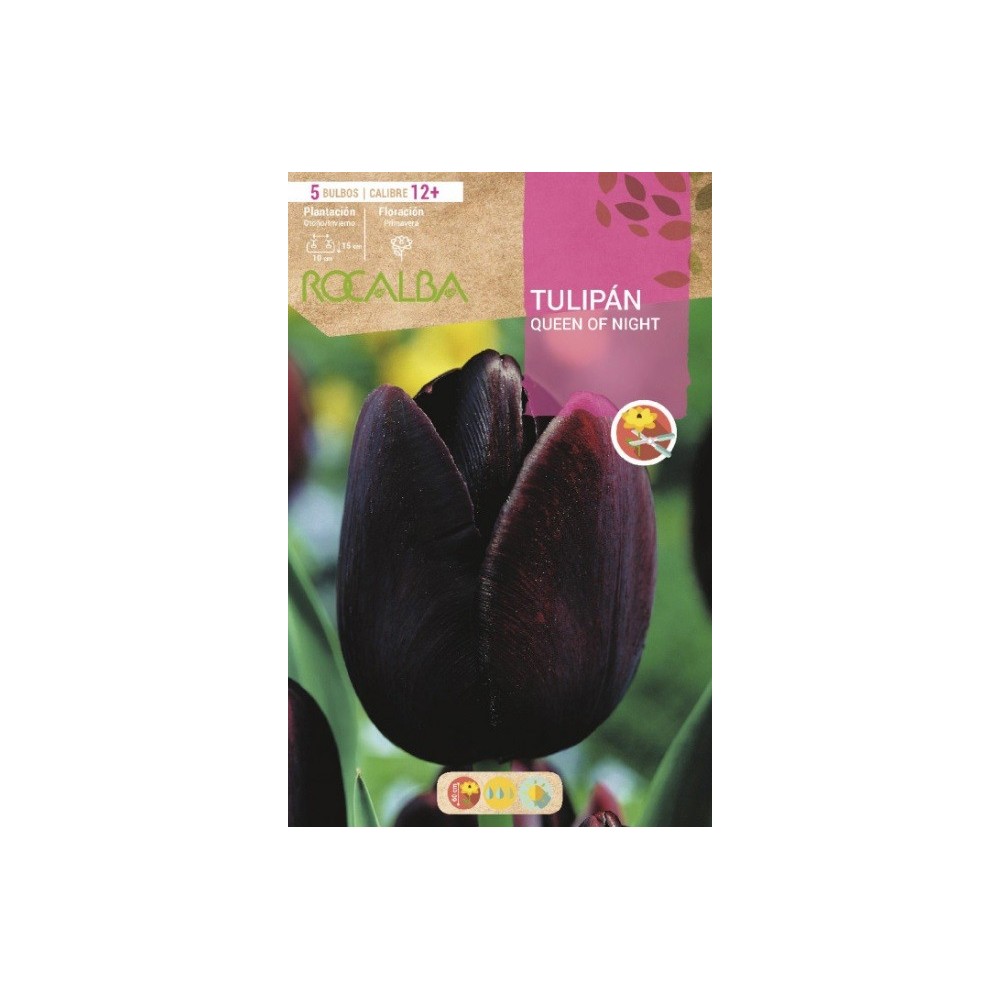 TULIPÁN QUEEN OF NIGHT NEGRO TULIPÁN QUEEN OF NIGHT NEGRO