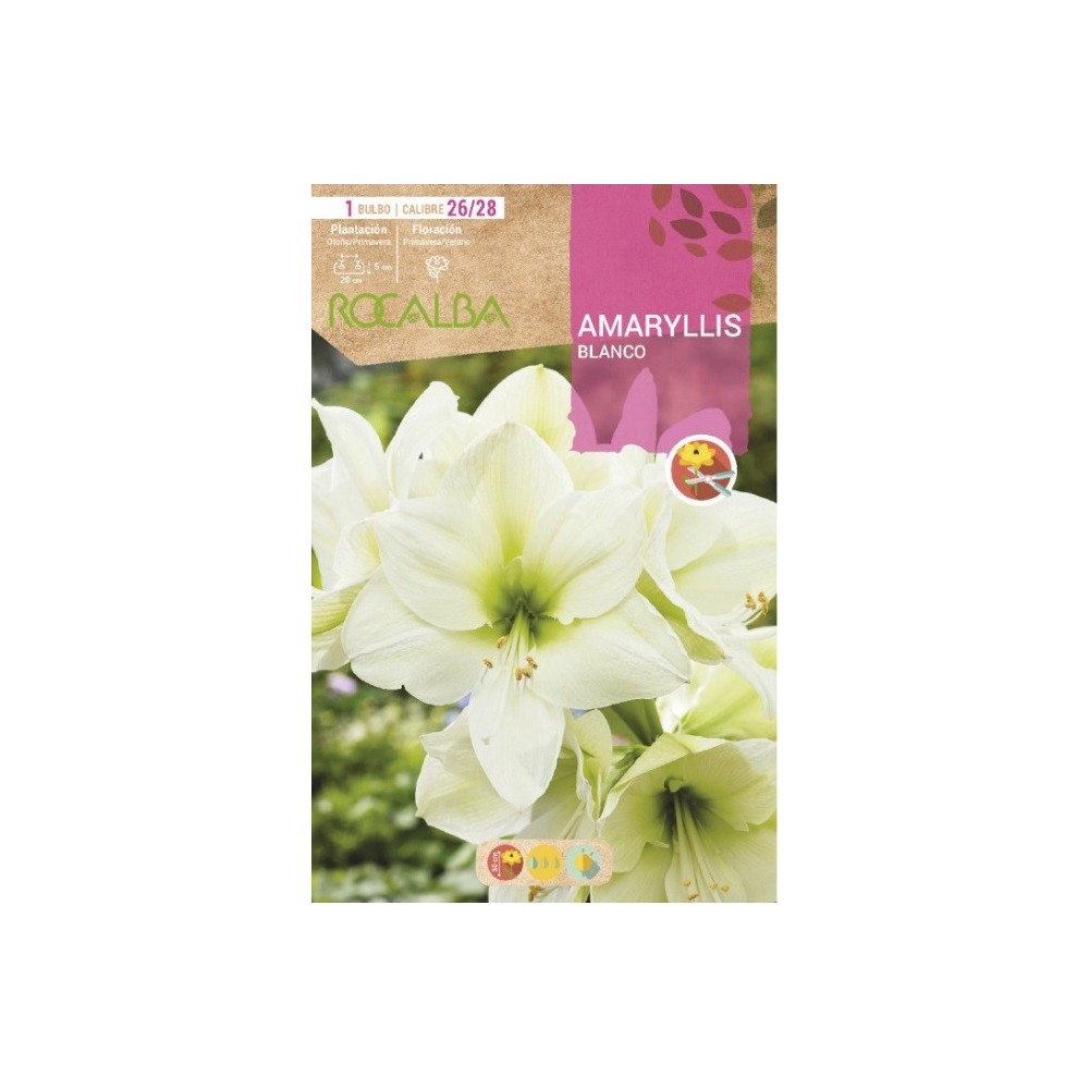 AMARYLLIS BLANCO
