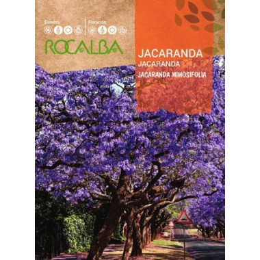 SEMILLA JACARANDA