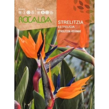 SEMILLA STRELITZIA 
