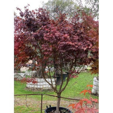 ACER PALMATUM BLOODGOOD