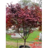 ACER PALMATUM BLOODGOOD