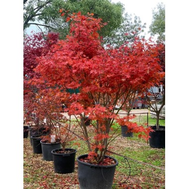 ACER PALMATUM ATROPURPUREA