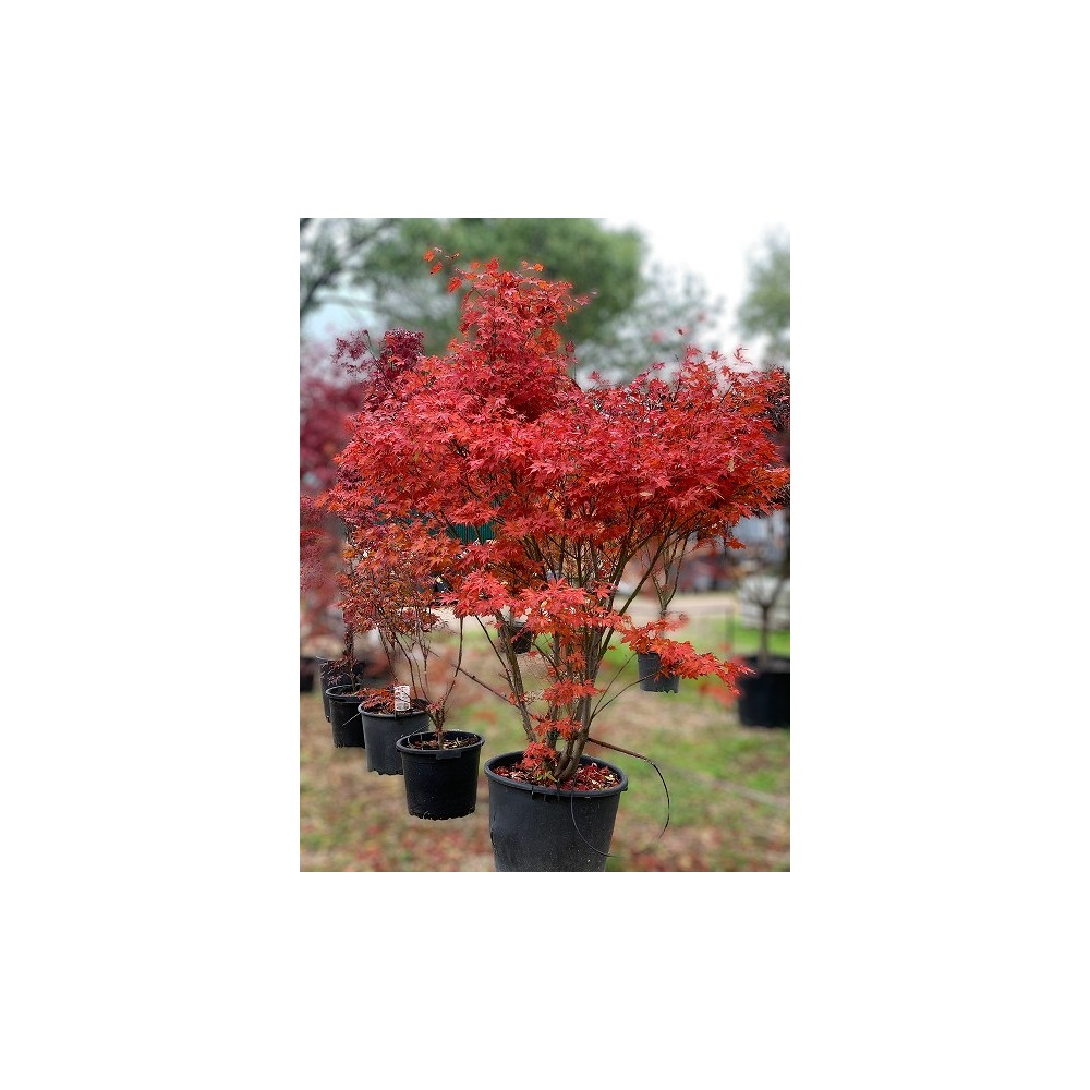 ACER PALMATUM ATROPURPUREA