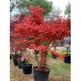 ACER PALMATUM ATROPURPUREA