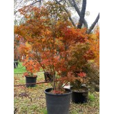 ACER PALMATUM ATROPURPUREA