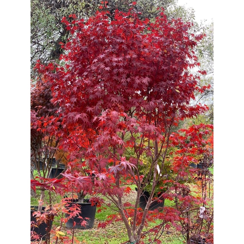 ACER PALMATUM BLOODGOOD