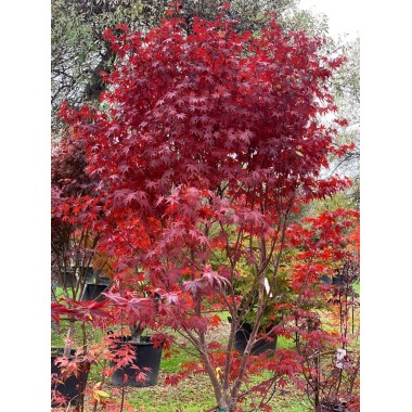 ACER PALMATUM BLOODGOOD