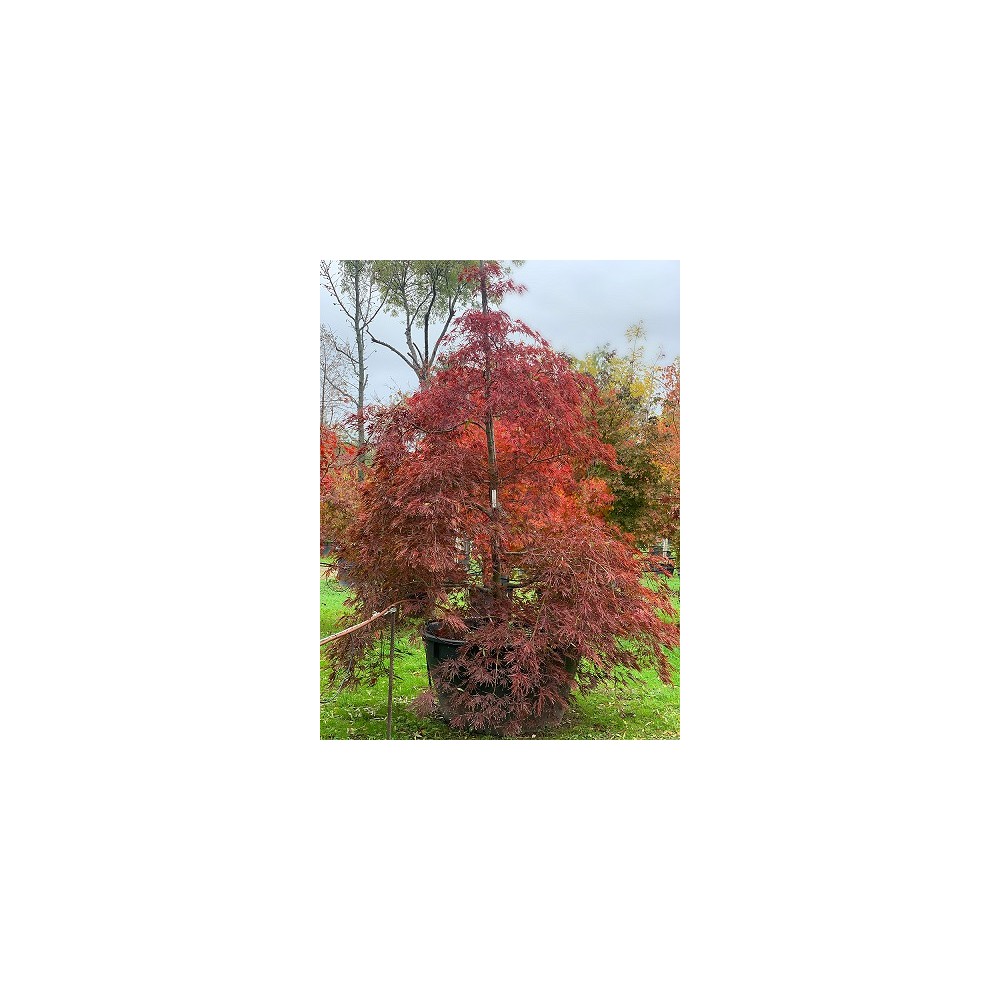 ACER PALMATUM GARNET