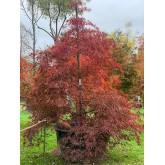 ACER PALMATUM GARNET