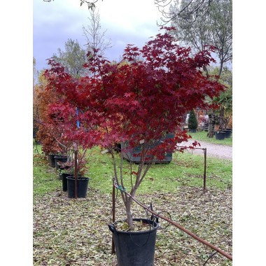 ACER PALMATUM FIRE GLOW