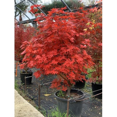 ACER PALMATUM SHIGITATSU-SAWA