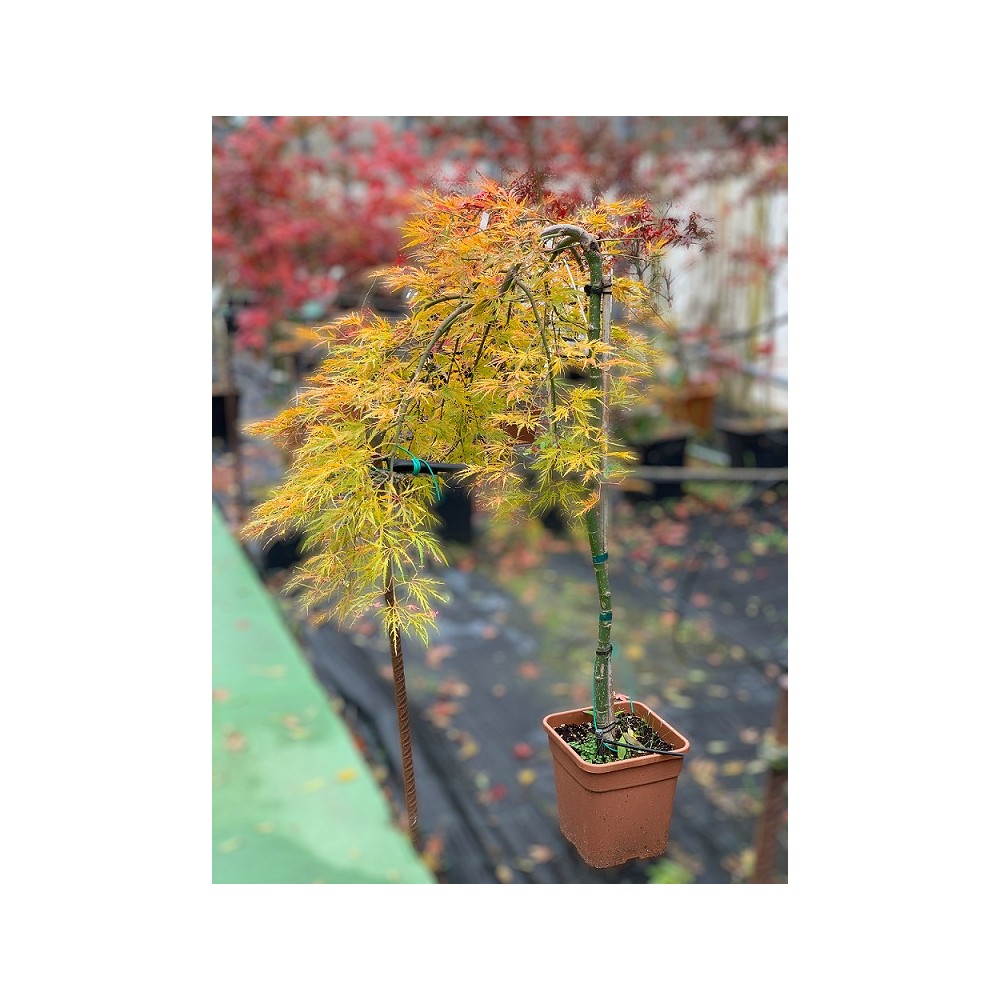 1/2 COPA VIRIDIS 