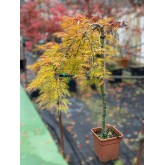 1/2 COPA VIRIDIS 