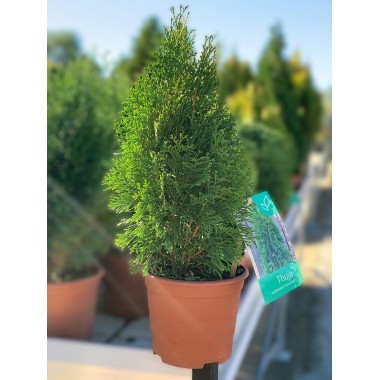 THUJA ESMERALDA