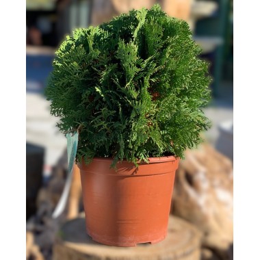 THUJA DANICA
